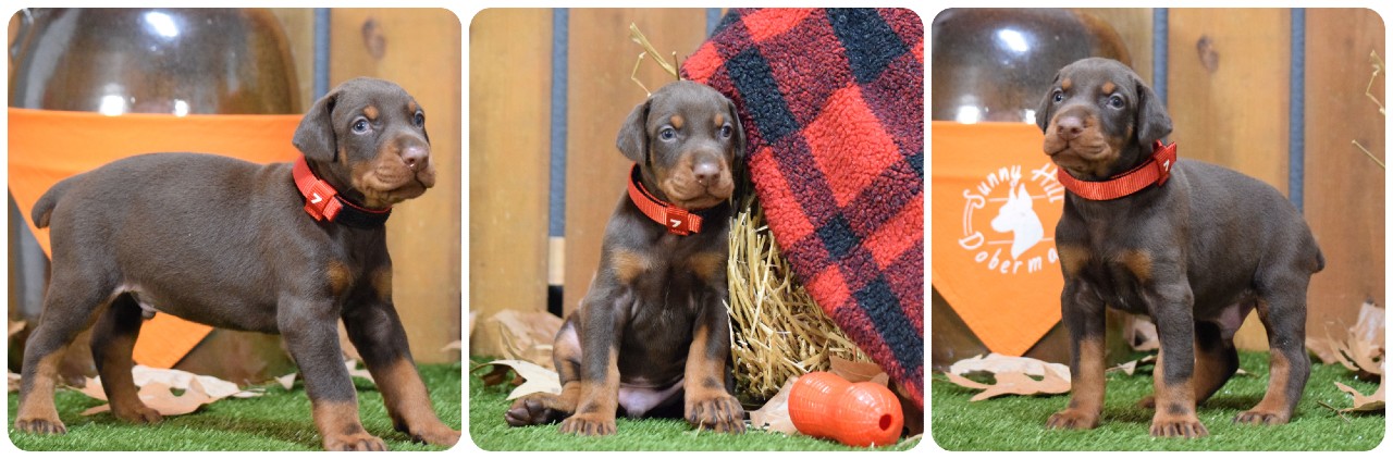 picture of doberman puppies