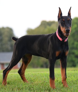 black doberman puppy for sale
