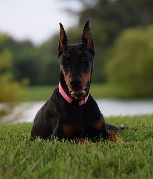 black doberman puppy for sale