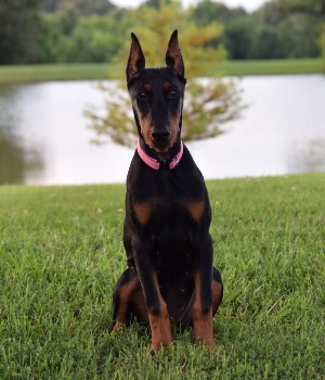 black doberman puppy for sale