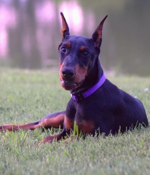 black doberman puppy for sale