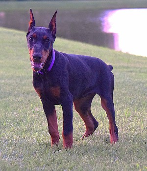 black doberman puppy for sale