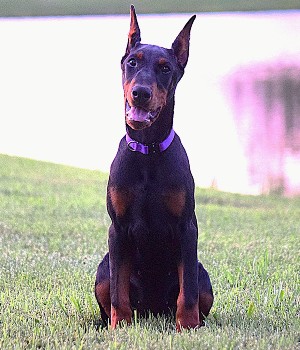 black doberman puppy for sale