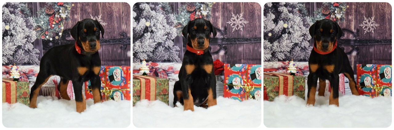 black doberman puppy