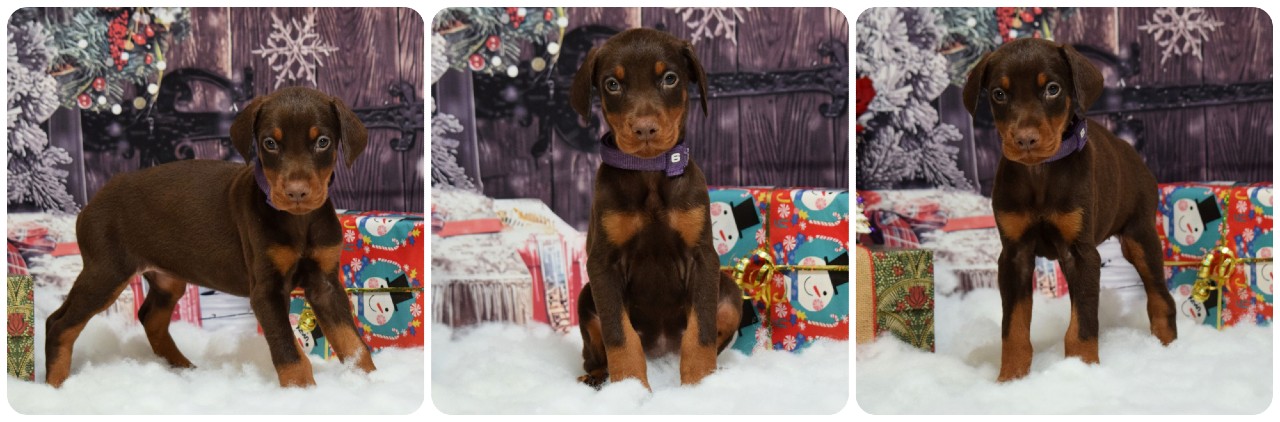 red doberman puppy