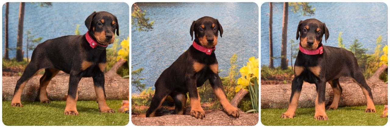 black female doberman puppy pink collar