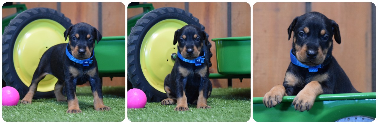 picture of doberman puppies
