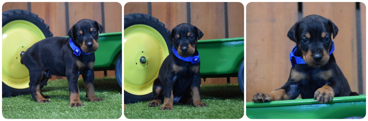 black male doberman puppy picture of doberman puppies