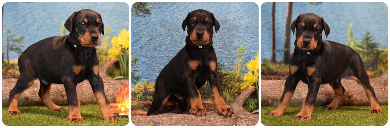 black male doberman puppy black collar