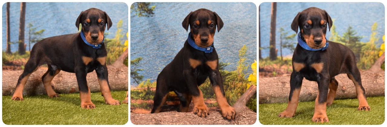 picture of doberman puppies