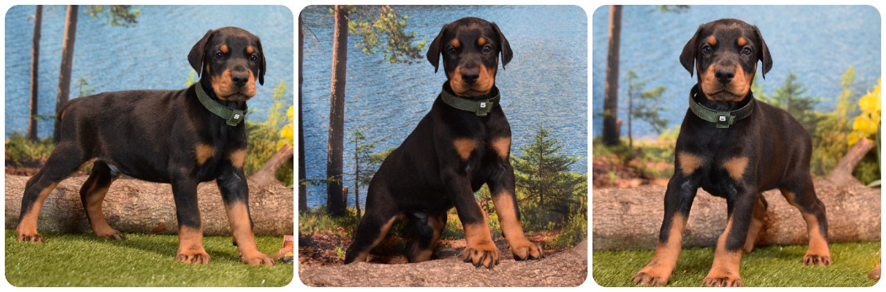 black male doberman puppy green collar