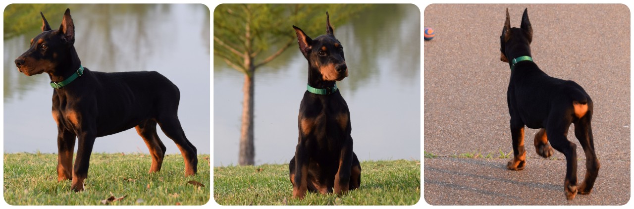 black male doberman puppy black male doberman puppy green collar