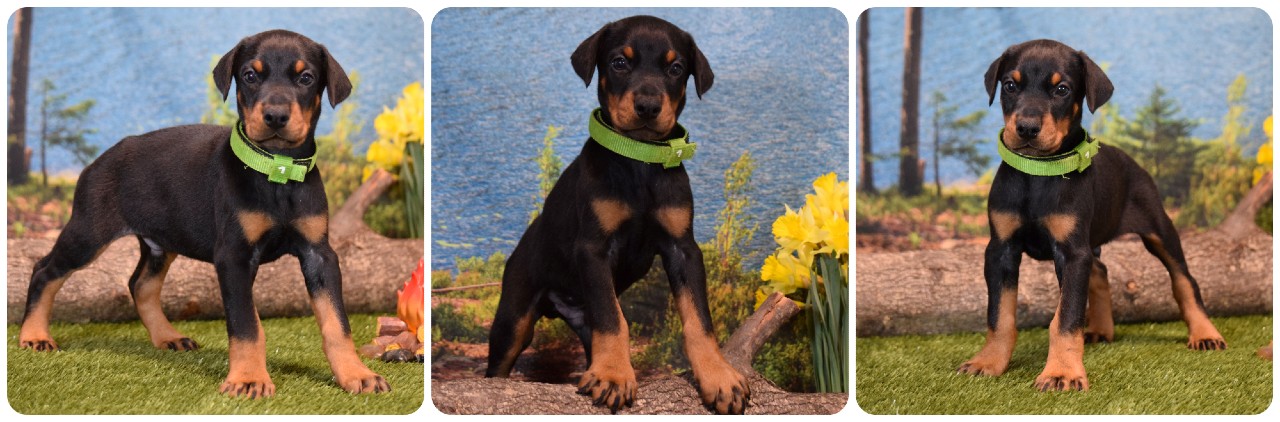 black male doberman puppy lightgreen collar