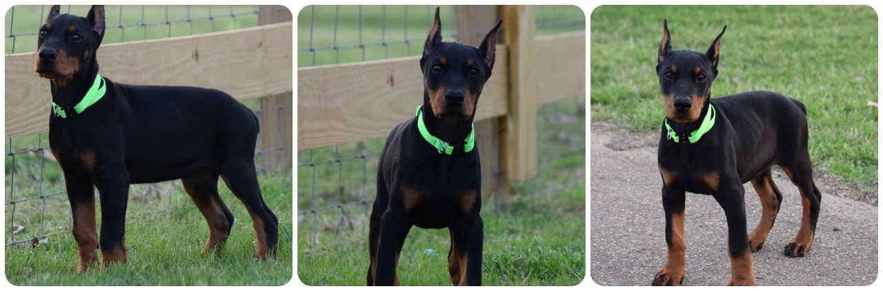 black male doberman puppy black male doberman puppy lightgreen collar