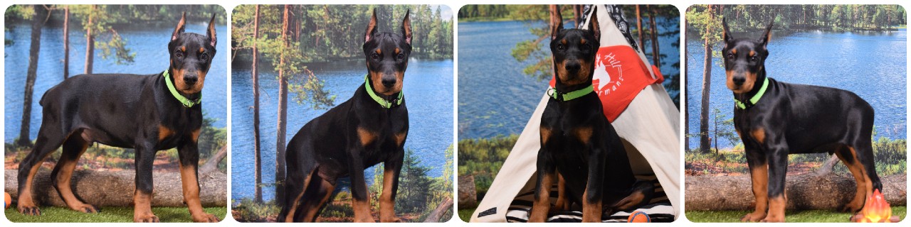 black male doberman puppy lightgreen collar