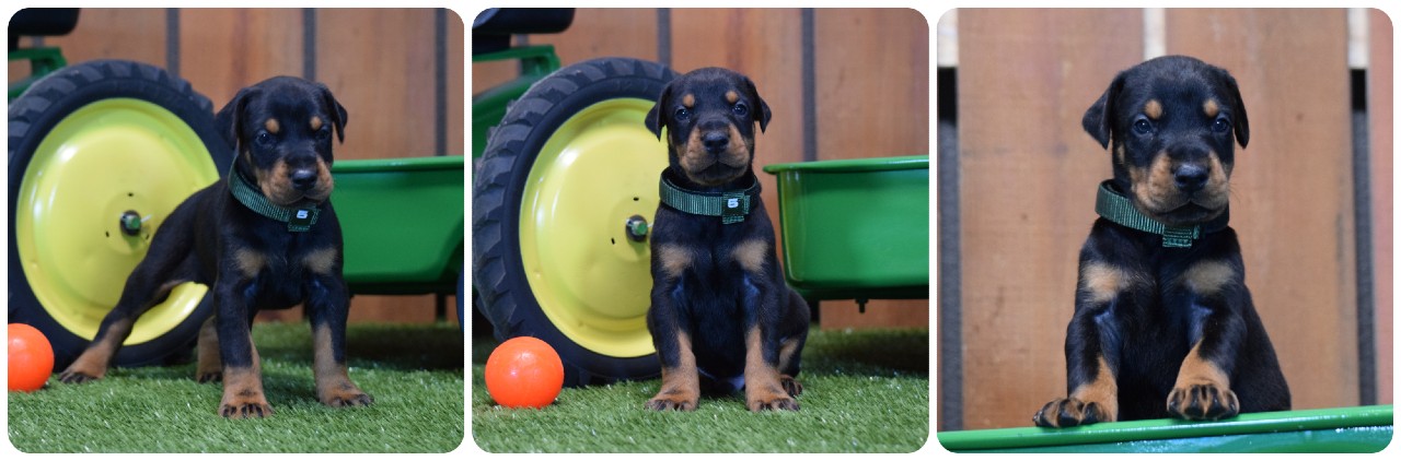black male doberman puppy picture of doberman puppies