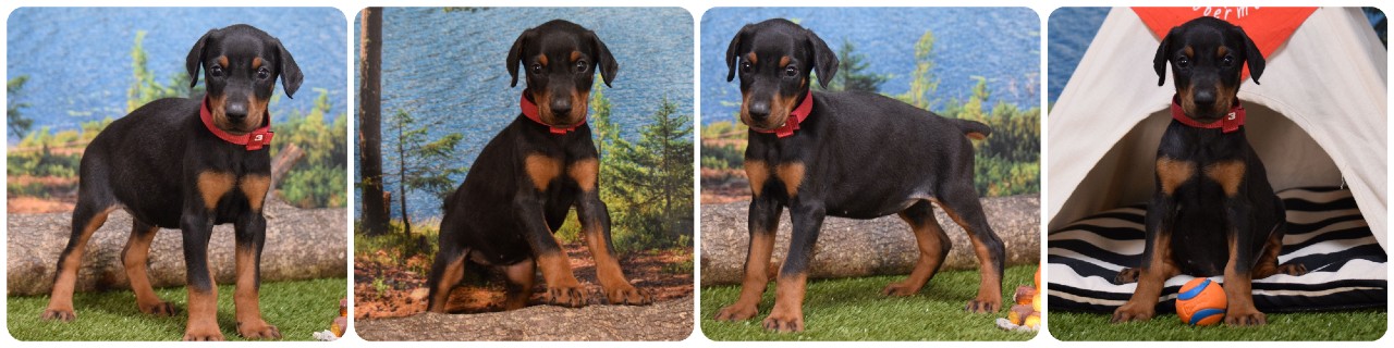 picture of doberman puppies