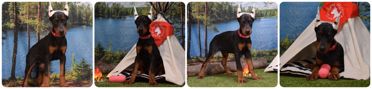 black female doberman puppy picture of doberman puppies
