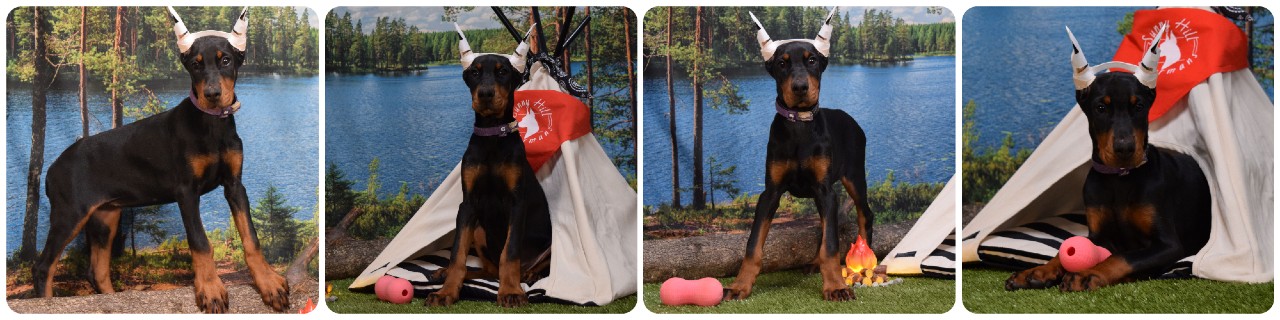 black female doberman puppy picture of doberman puppies