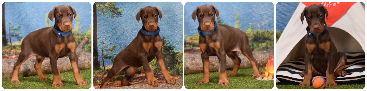 picture of doberman puppies