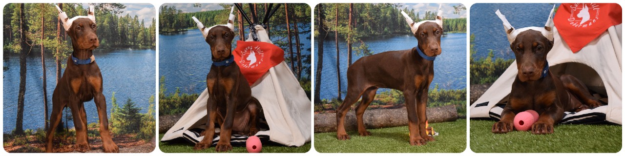 red female doberman puppy picture of doberman puppies
