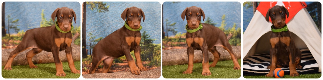 picture of doberman puppies
