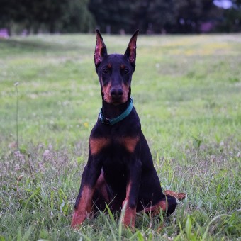 doberman puppies for sale