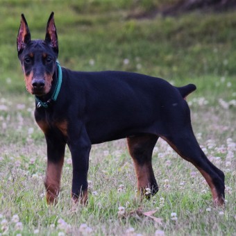 doberman puppies for sale