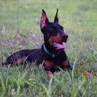 doberman puppies for sale