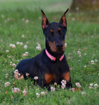 doberman puppies for sale