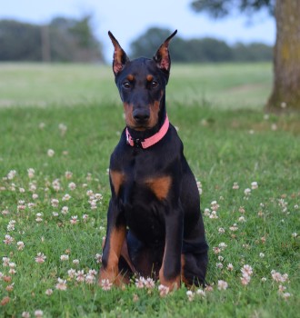 doberman puppies for sale