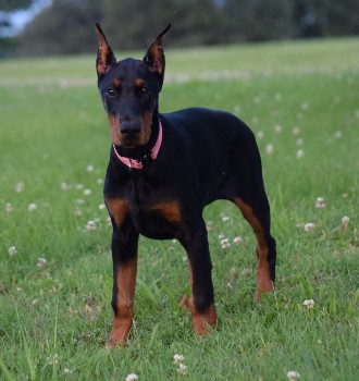 doberman puppies for sale