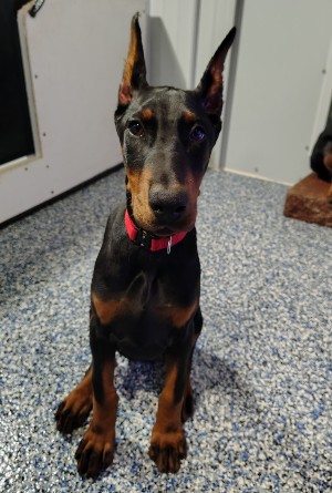 doberman puppies for sale