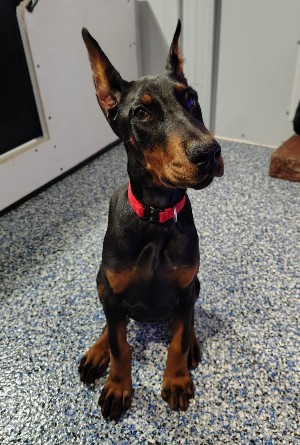 doberman puppies for sale