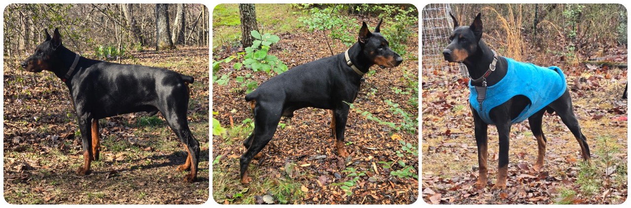 black doberman male