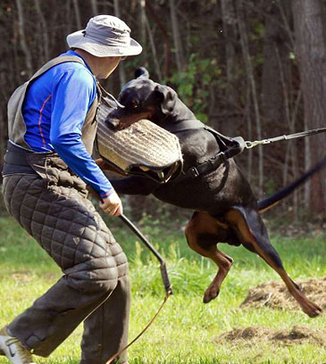 doberman working