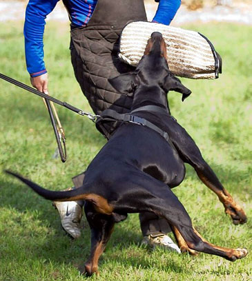doberman working