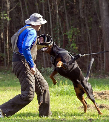 doberman working