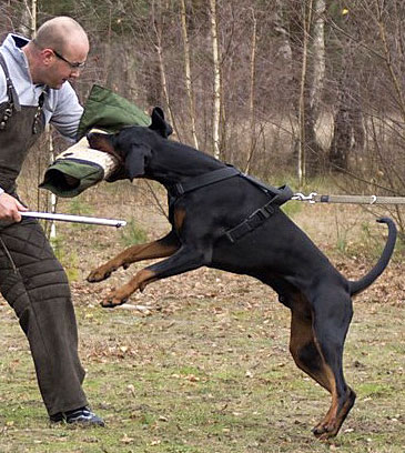 doberman working