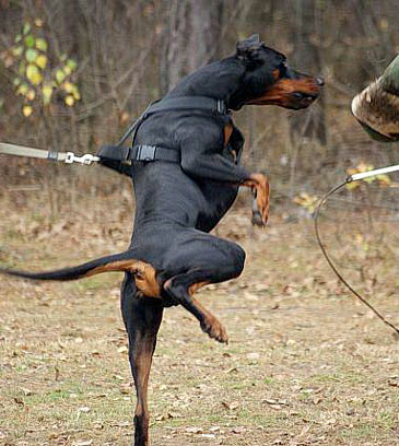 doberman working