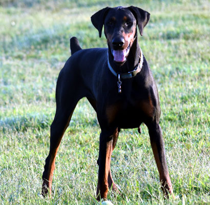 doberman female