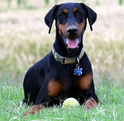 doberman female