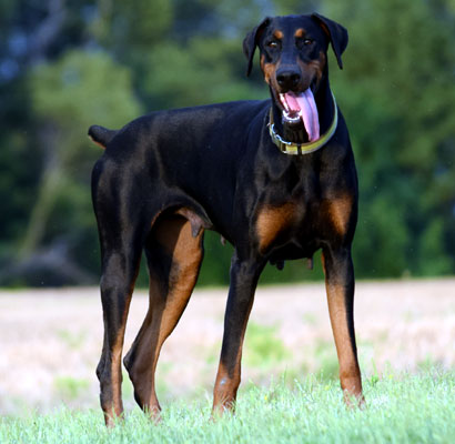 doberman female