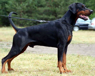 european doberman