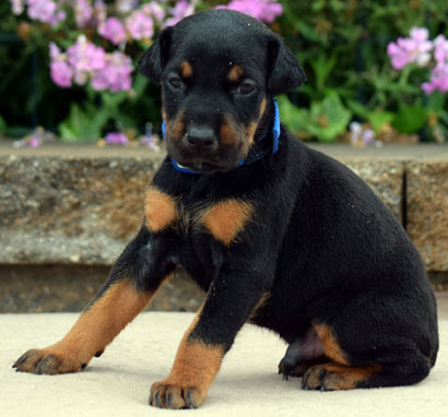 european doberman puppy for sale