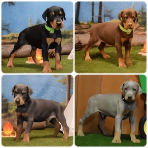 Black, red, blue, and fawn Doberman puppies with colored collars on forest-themed backdrop