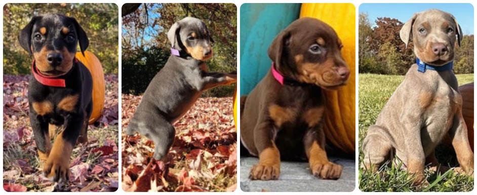 Upcoming Doberman Litters – black, blue, red and fawn doberman puppies for sale