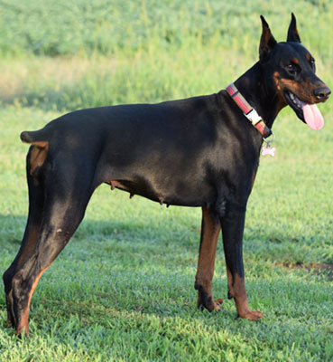 doberman female