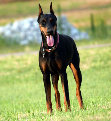 doberman female