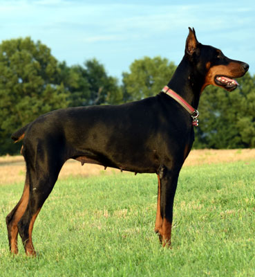 doberman female